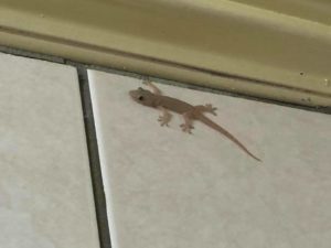 【台湾トリビア】台湾北部(台北)の人はヤモリの鳴き声を聞いたことがない…